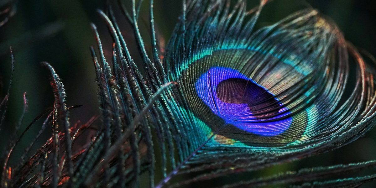 peacock feather in close up photography
